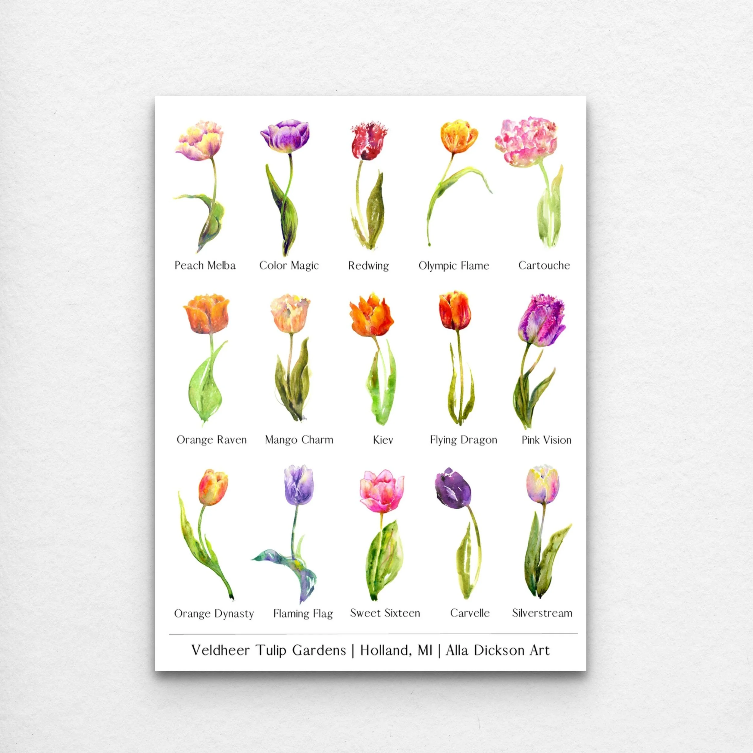 Tulip Name Art Print Tulip Poster Tulip Varieties Tulip Varietals